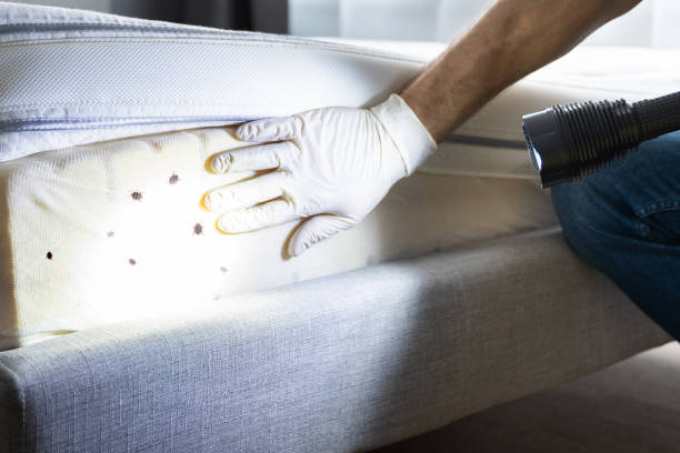 Best Affordable Pest Control Services  in Granite Bay, CA