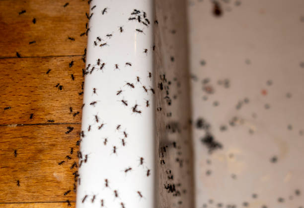 Best Termite Control Services  in Granite Bay, CA