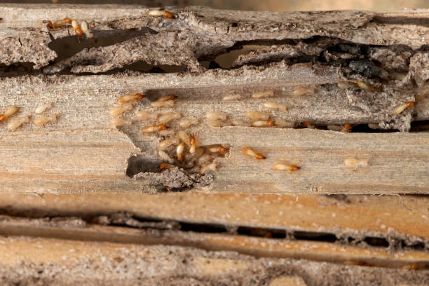 Best Insect Control  in Granite Bay, CA